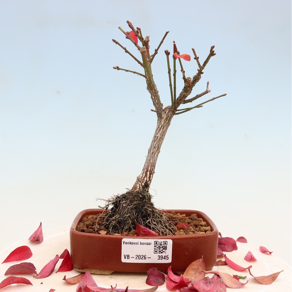 Bonsai voor buiten -  Euonymus alatus comactus  - gevleugelde spindelstruik