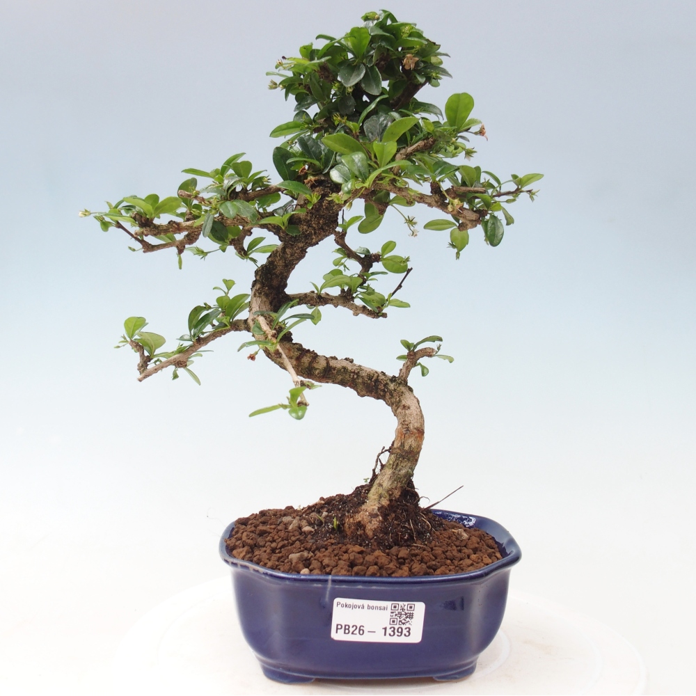 Kamerbonsai - Carmona macrophylla - Thee fuki