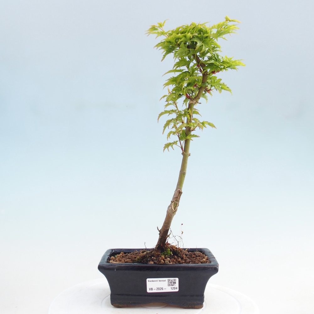 Bonsai voor buiten -Javor palm Acer palmatum Shishigashira