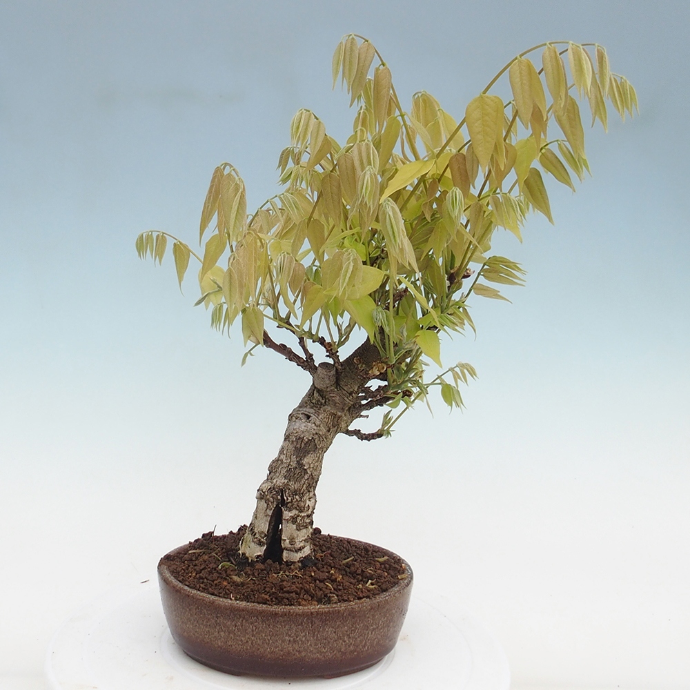 Bonsai voor buiten - Wisteria floribunda