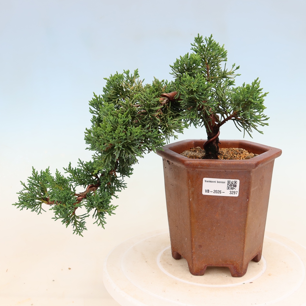 Bonsai voor buiten - Juniperus chinensis Kishu