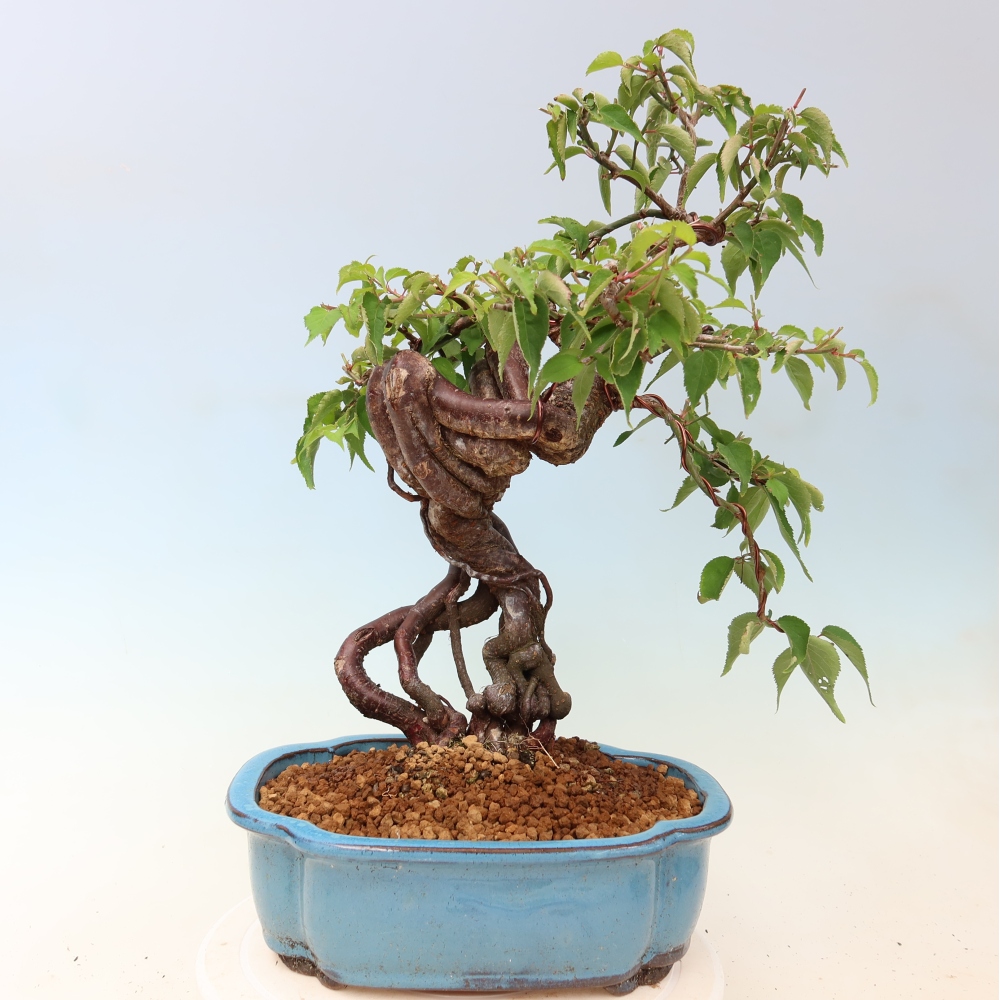 Bonsai voor buiten – Japanse abrikoos – Prunus Mume