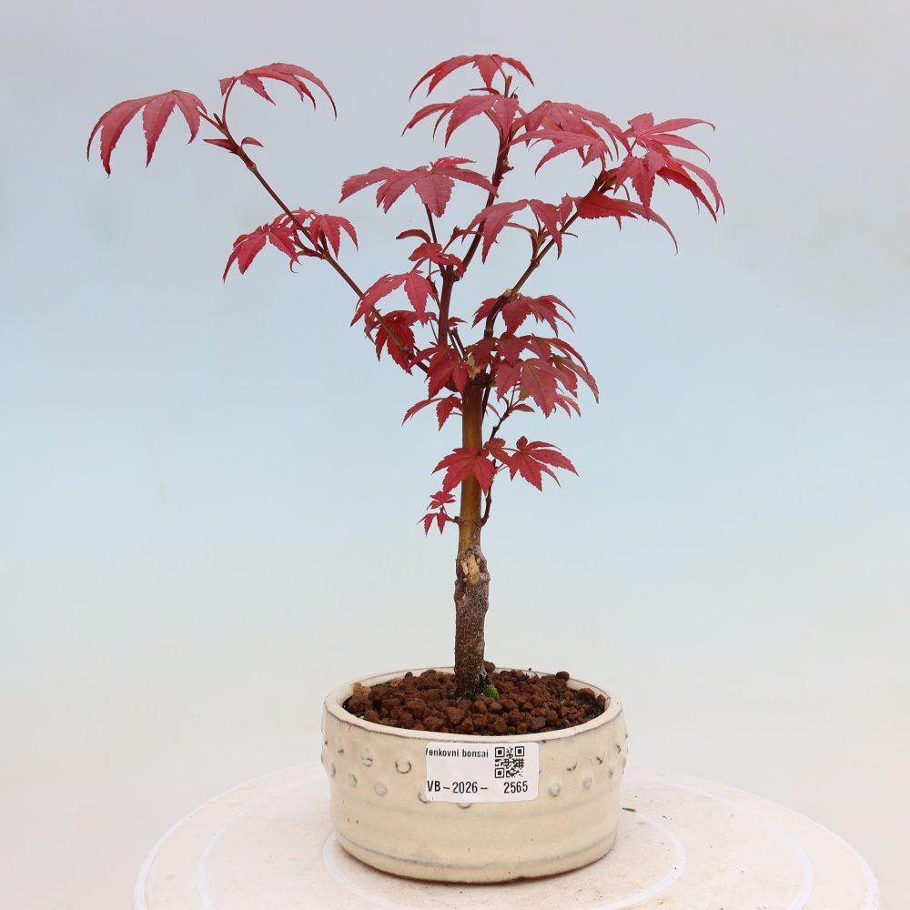 Bonsai voor buiten - Acer palm. Atropurpureum-Javorpalm
