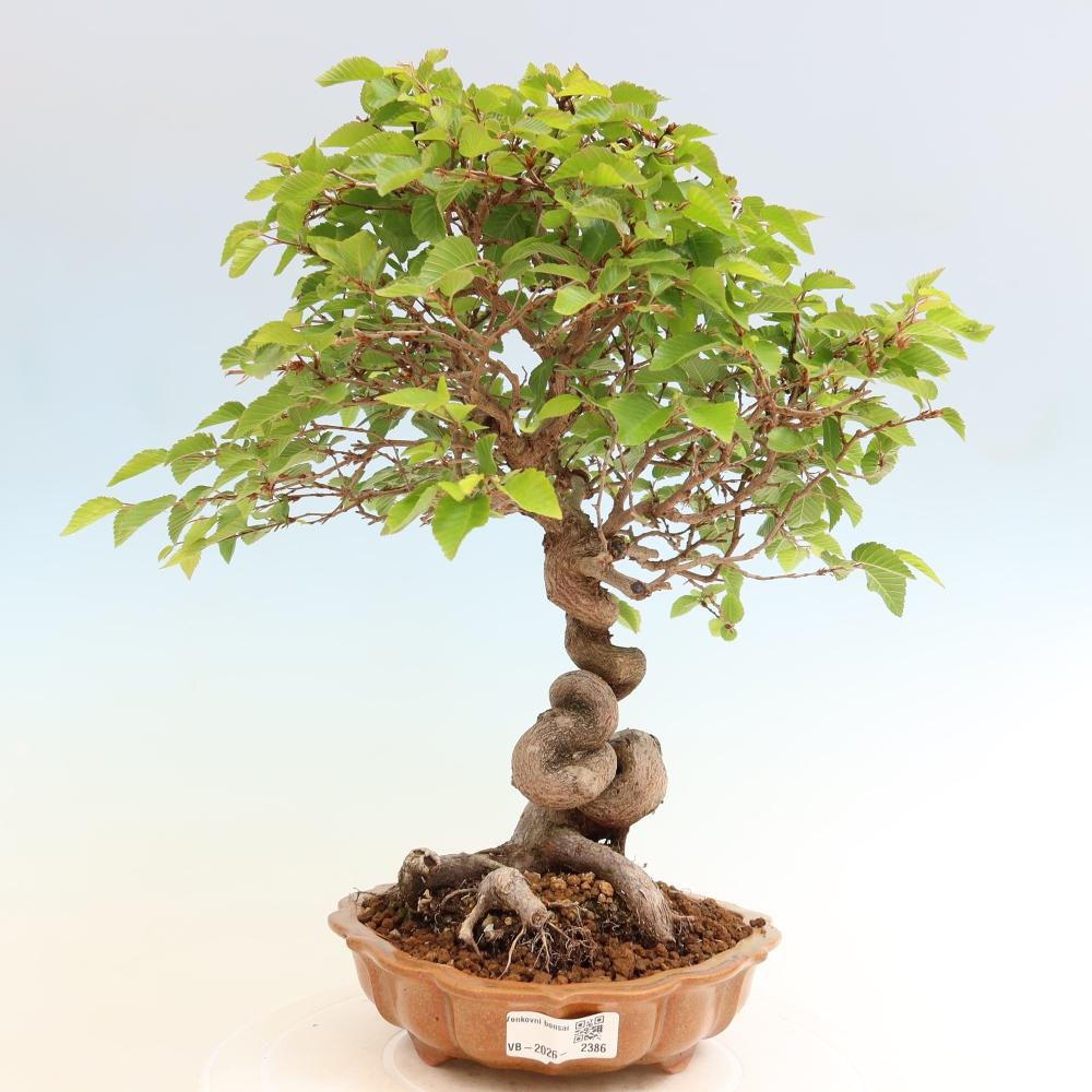 Bonsai voor buiten -Carpinus Coreana - Koreaanse haagbeuk