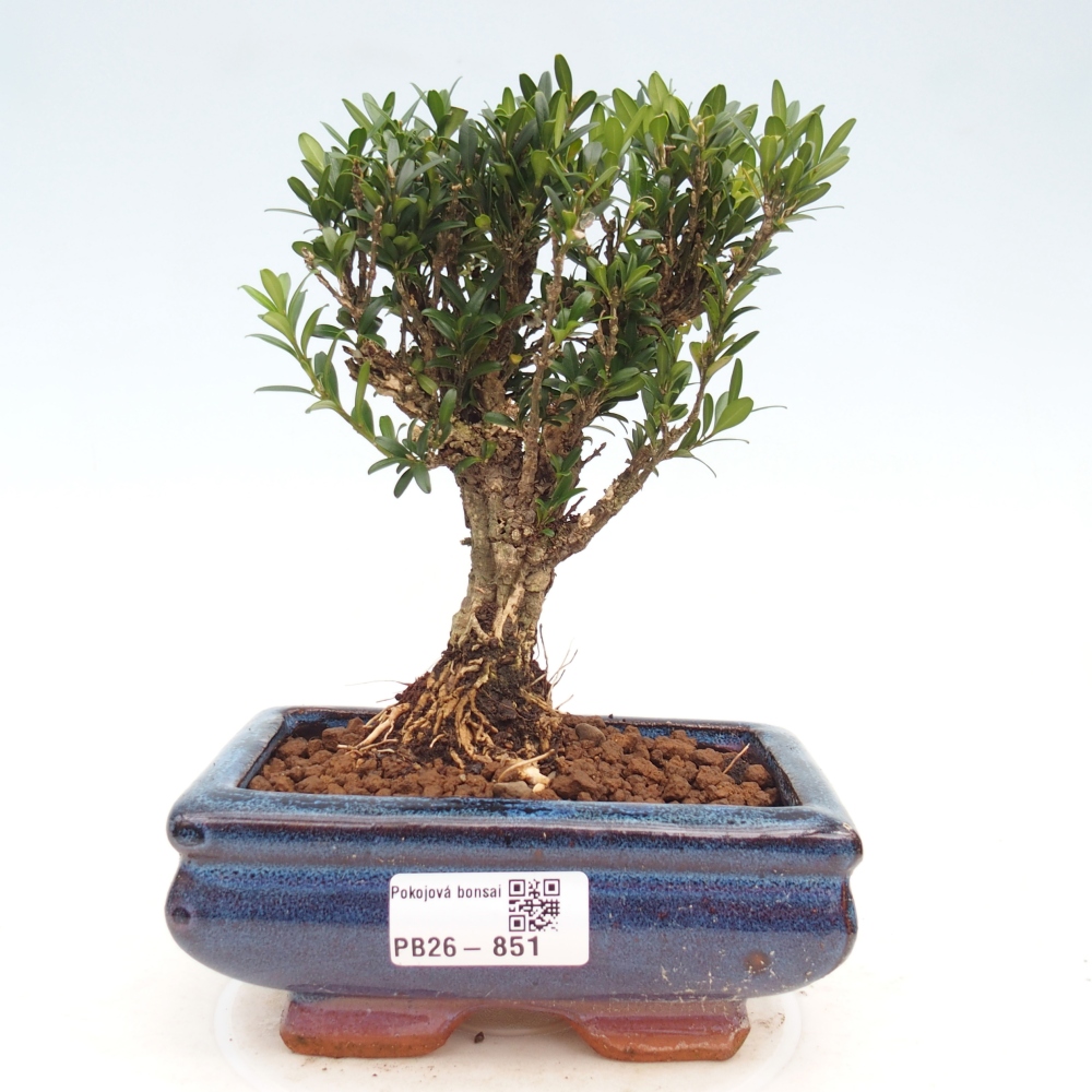 Kamerbonsai - Buxus harlandii - kurk buxus