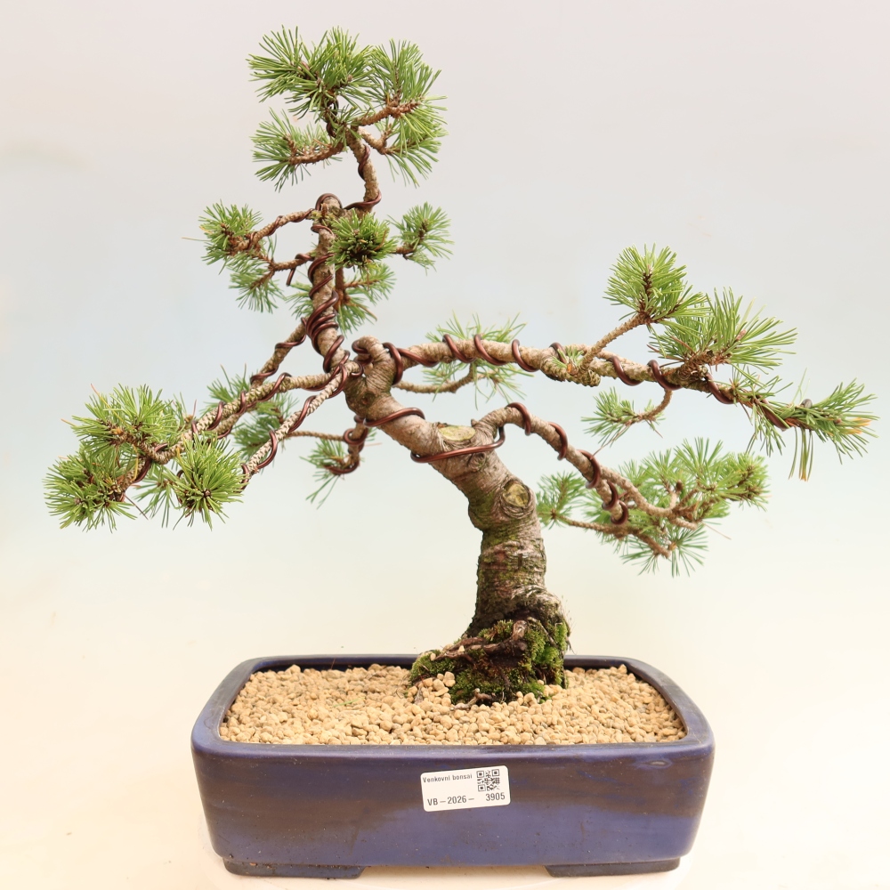 Bonsai voor buiten - Pinus mugo Humpy  - Bergden
