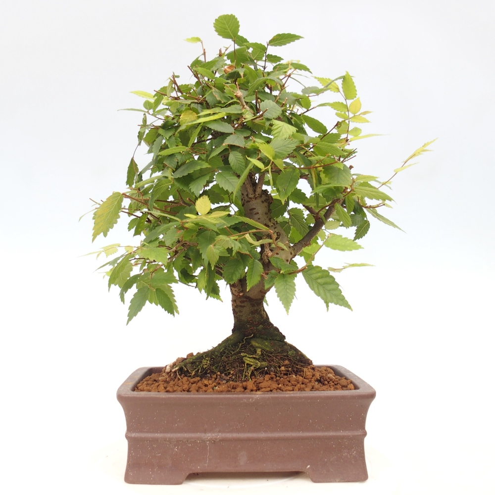 Bonsai voor buiten - Zelkova - Zelkova NIRE