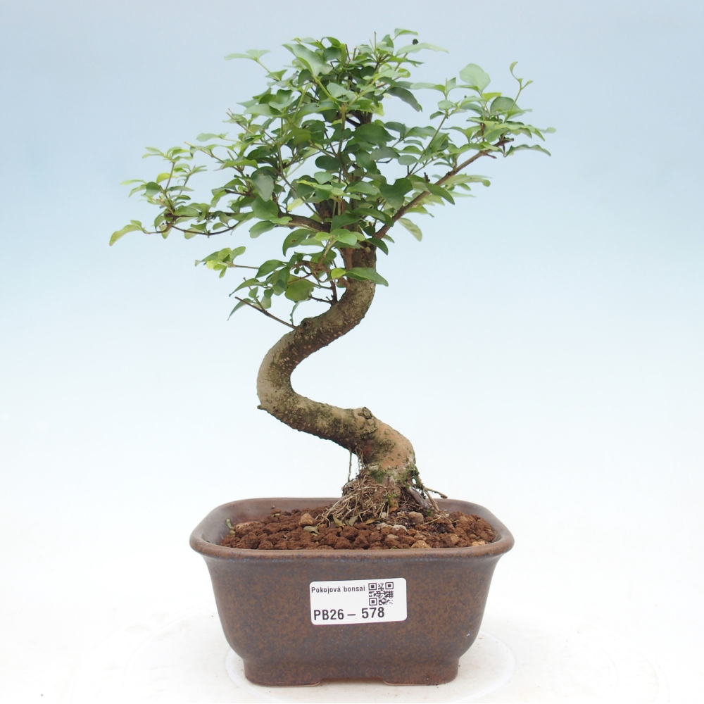 Kamerbonsai -Ligustrum chinensis - Vogelsnavel