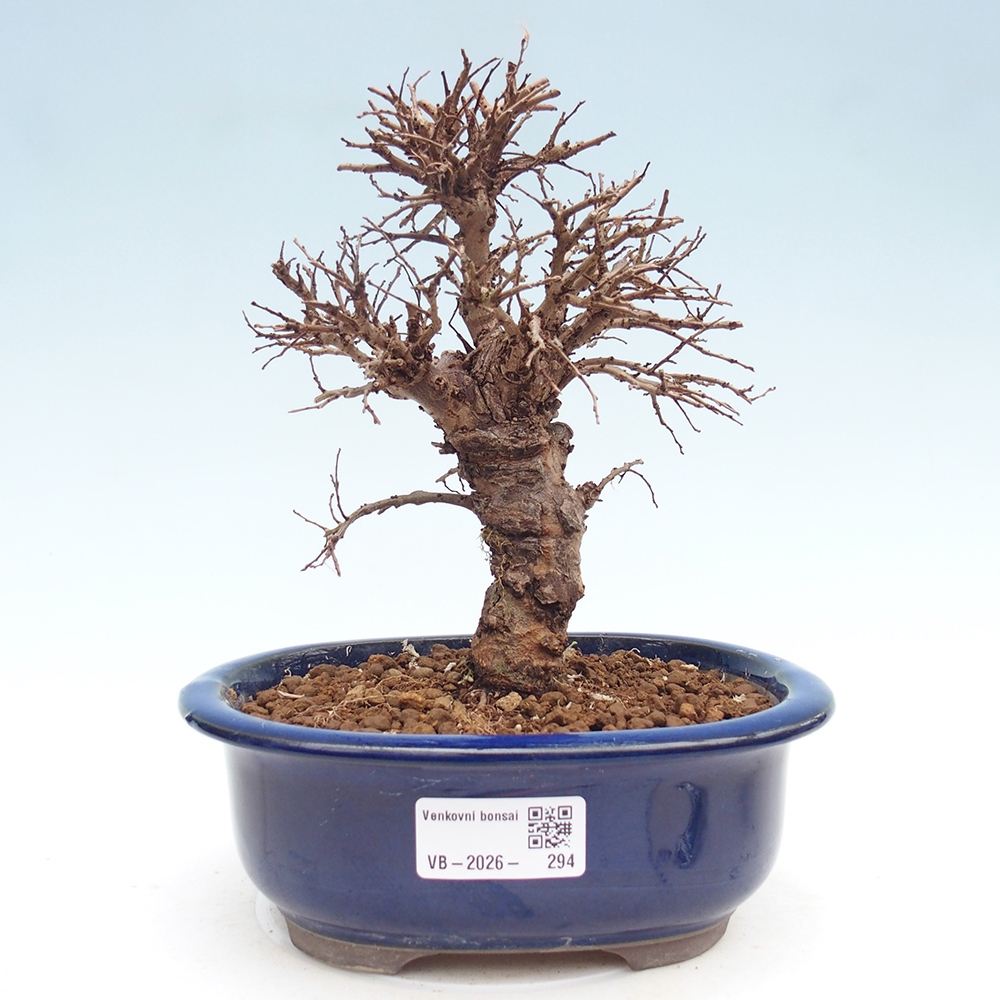 Bonsai voor buiten - Zelkova - Zelkova NIRE