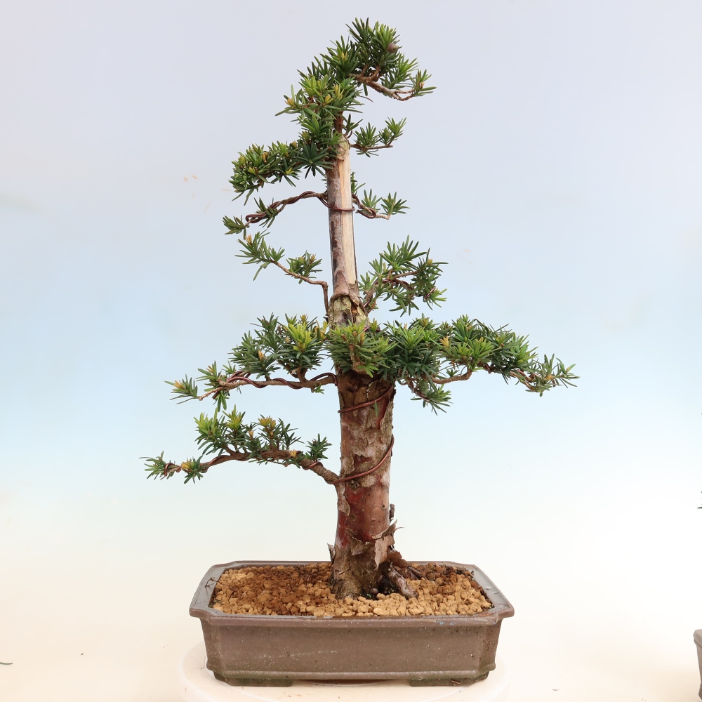 Bonsai voor buiten - Taxus cuspidata - Japanse Taxus
