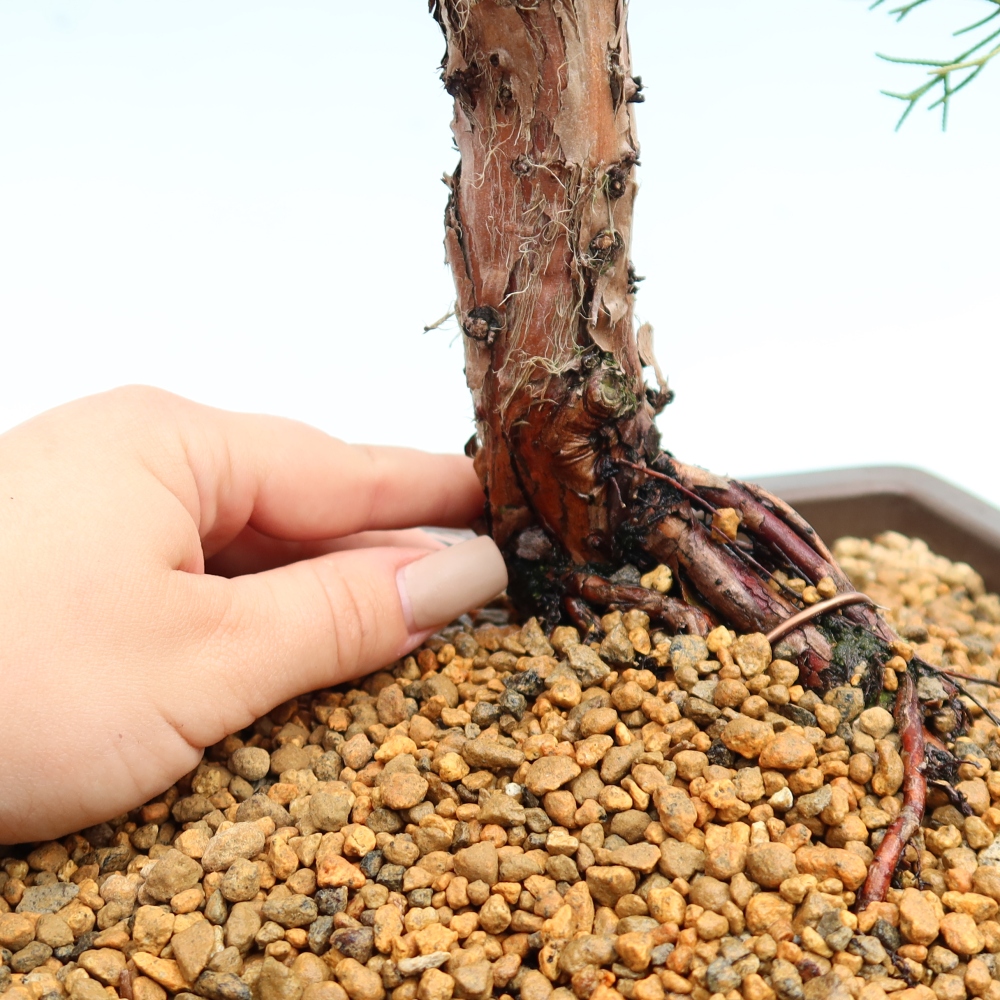 Bonsai voor buiten - Juniperus chinensis Kishu