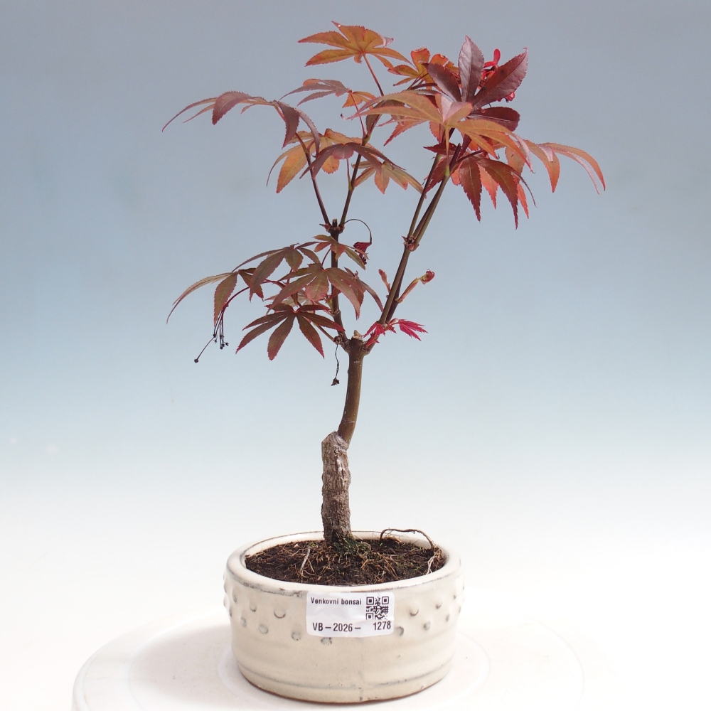 Bonsai voor buiten - Acer palm. Atropurpureum-Javorpalm