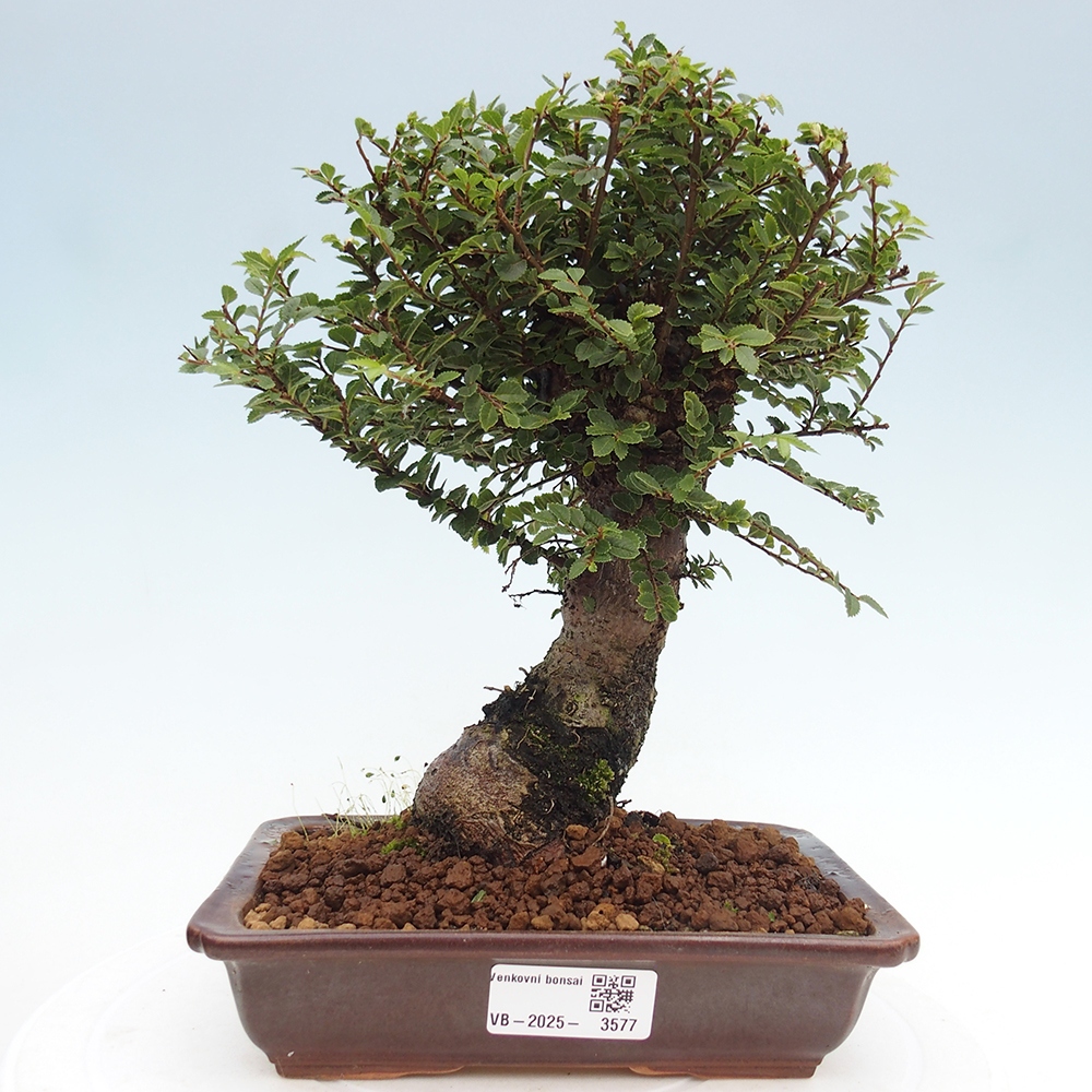 Bonsai voor buiten - Ulmus parvifolia Hokkaido - Chinese iep