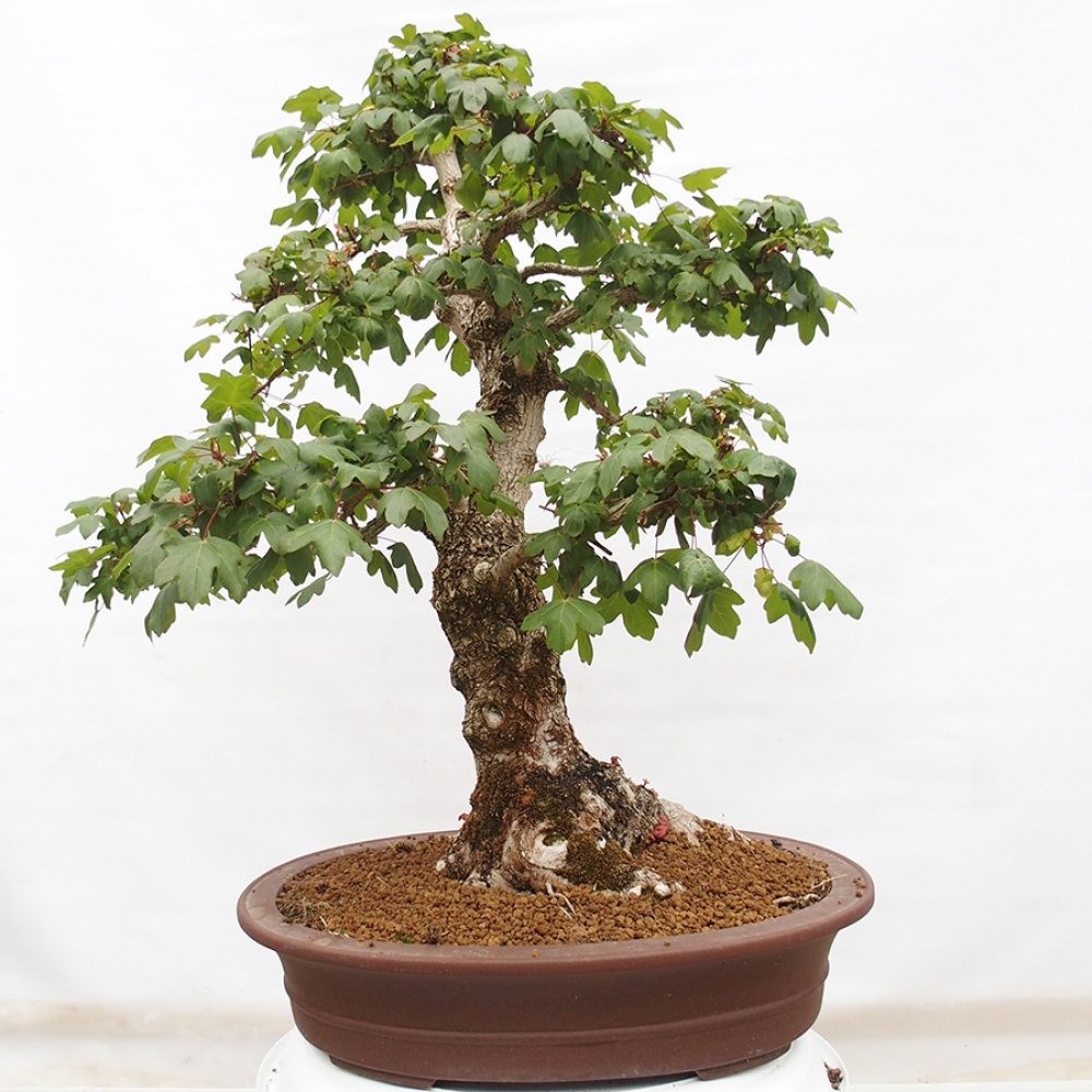 Bonsai voor buiten -Javor babyka - Acer campestre