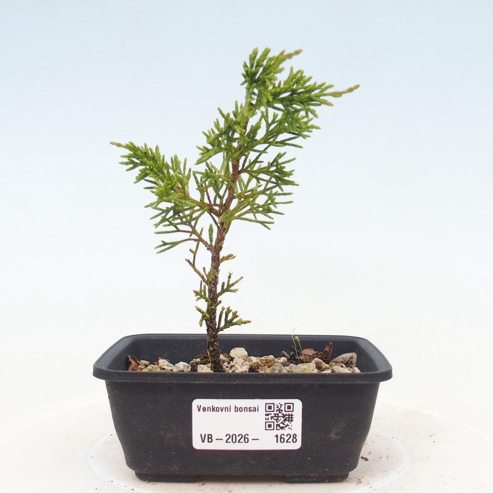 Bonsai voor buiten - Juniperus chinensis Itoigawa