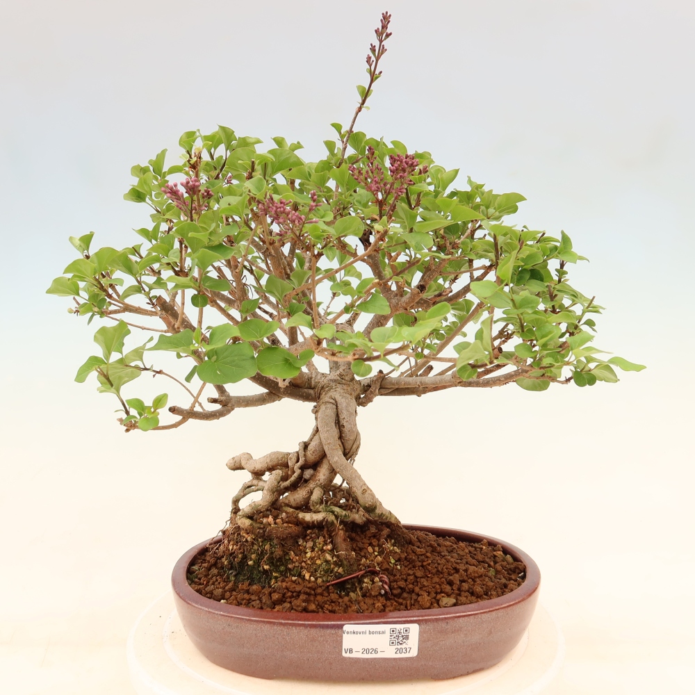 Bonsai voor buiten - Syringa microphylla - kleinbloemige sering