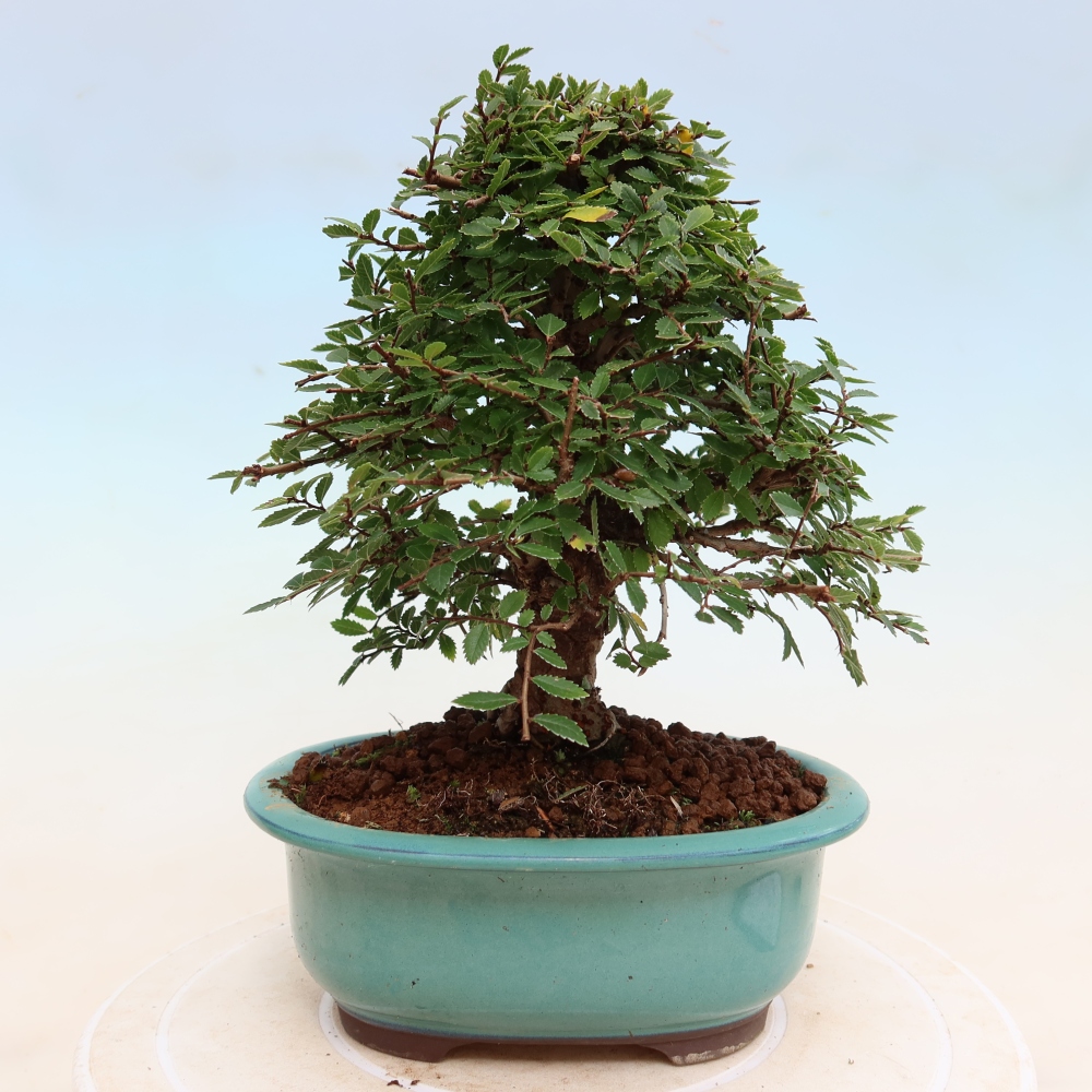 Bonsai voor buiten - Zelkova - Zelkova NIRE