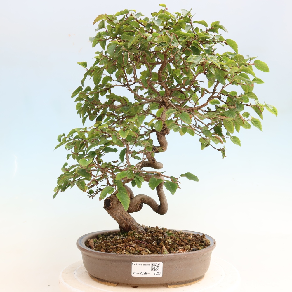 Bonsai voor buiten -Carpinus CARPINOIDES - Koreaanse haagbeuk