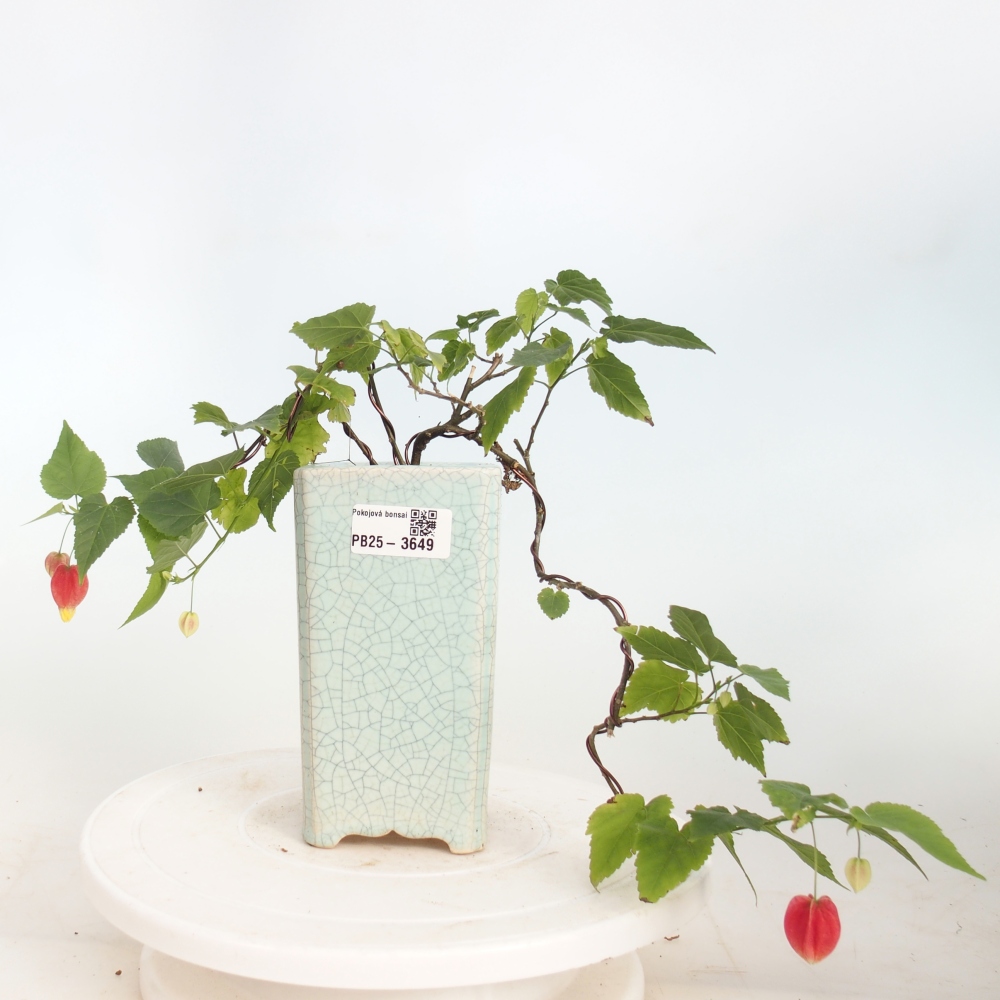 Bonsai voor binnen - Abutilon Big Bell - Cloudberry