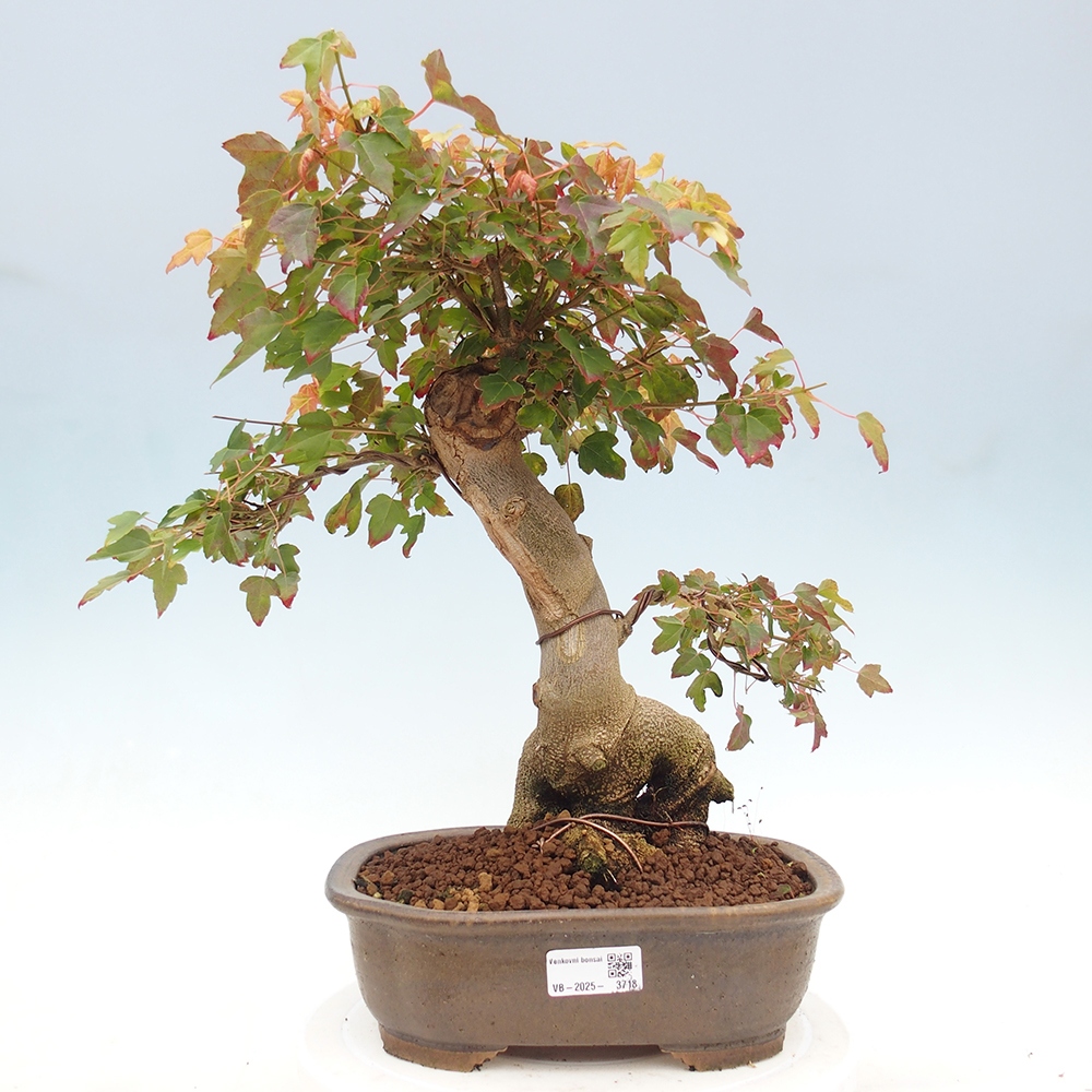 Bonsai voor buiten - Acer Buergerianum - Burgeresdoorn