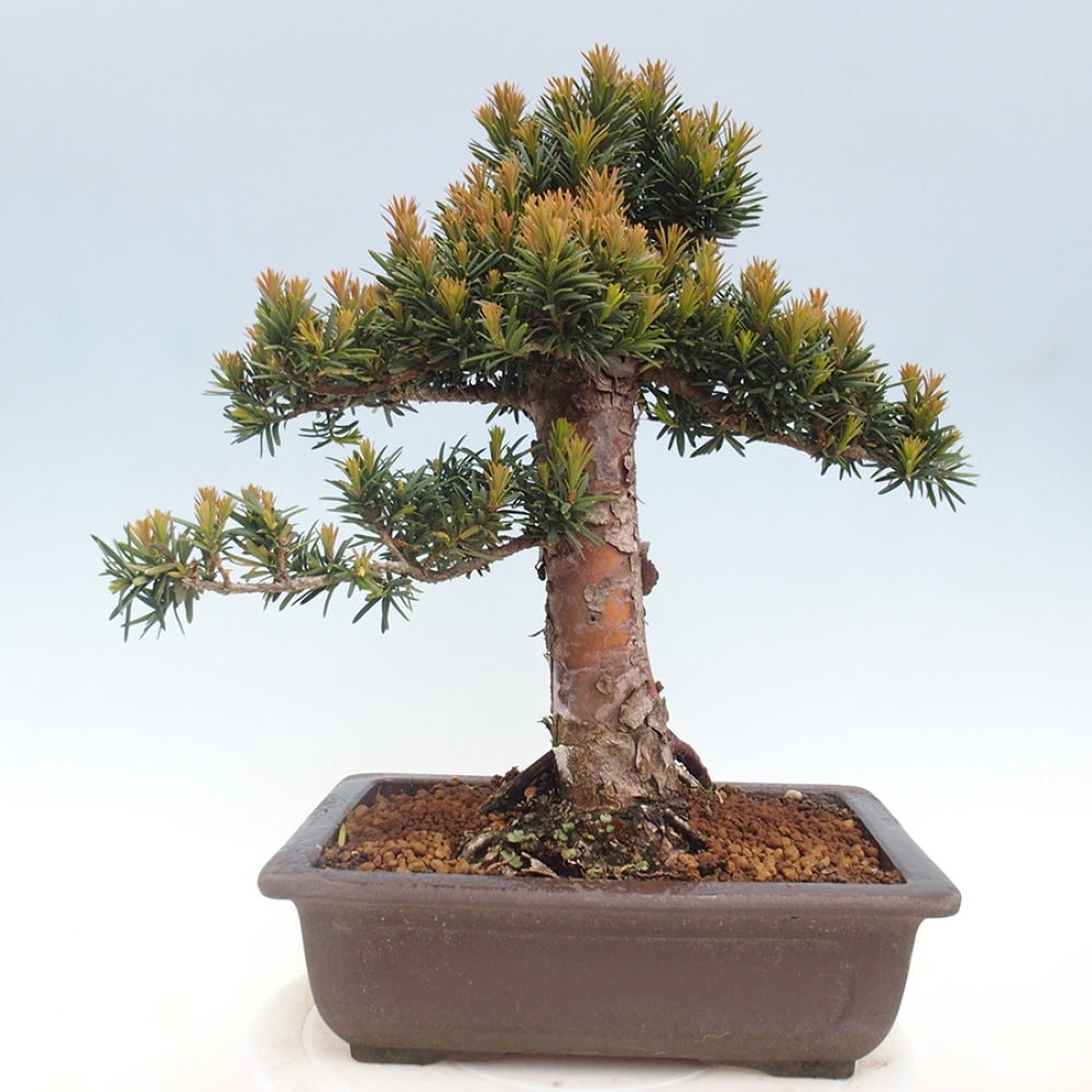 Bonsai voor buiten - Taxus cuspidata - Japanse Taxus