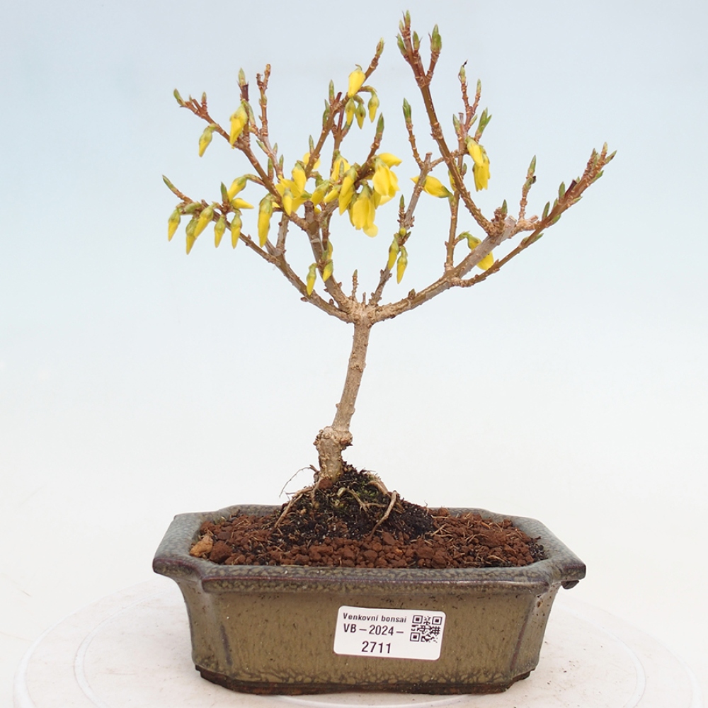 Bonsai voor buiten - Zlatice - Forsythia intermedia
