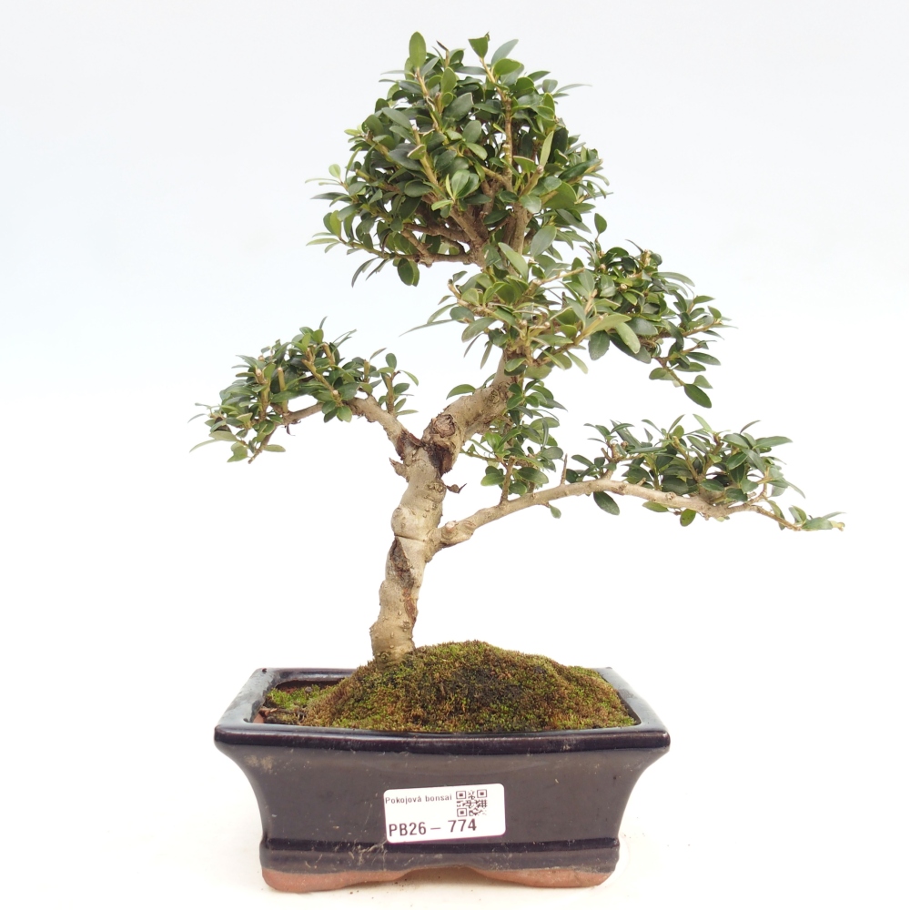Kamerbonsai - Ilex crenata - Hulst