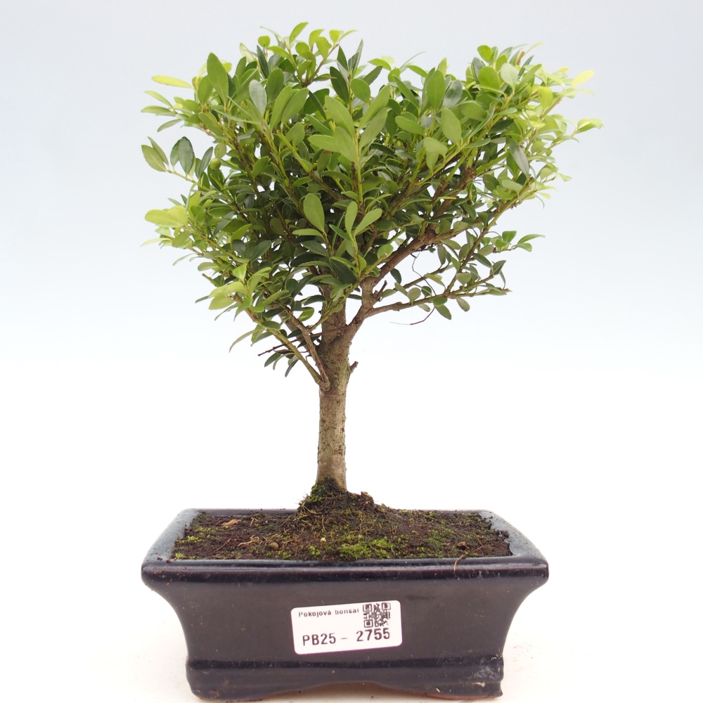 Kamerbonsai - Ilex crenata - Hulst