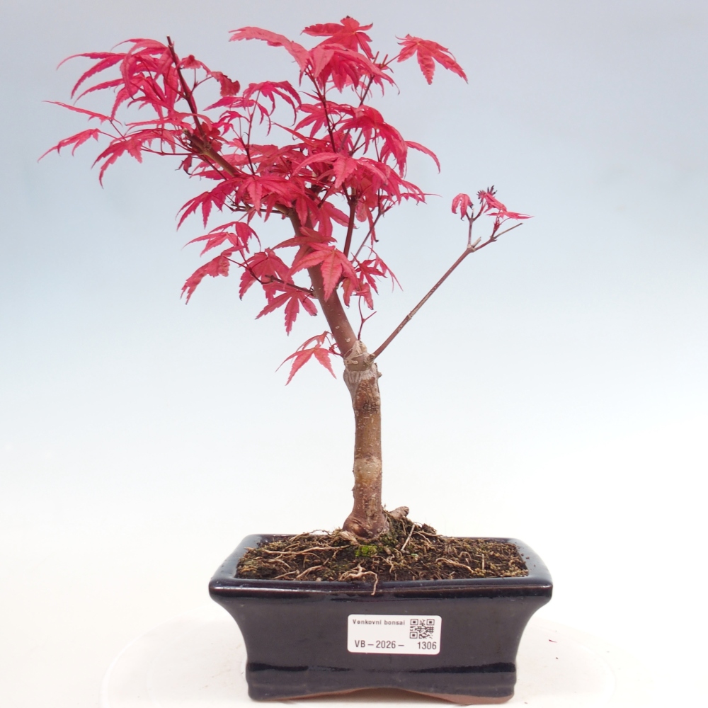Bonsai voor buiten - Acer palmatum DESHOJO