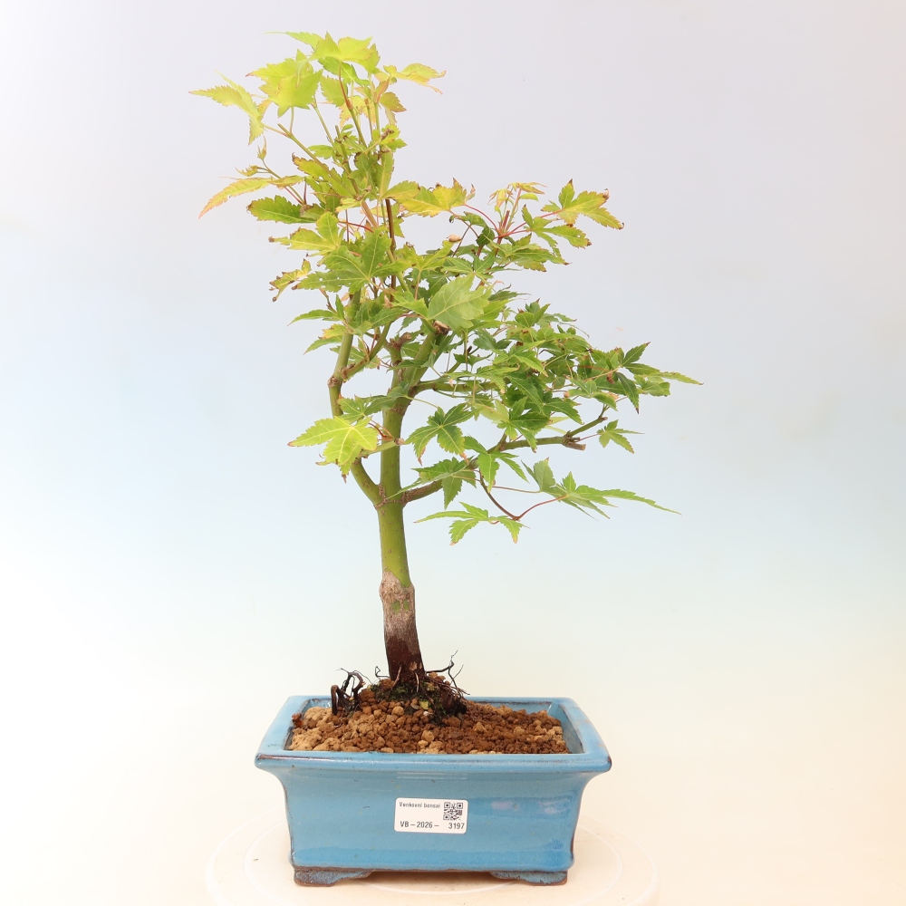 Acer palmatum Aureum - Gewone esdoorn