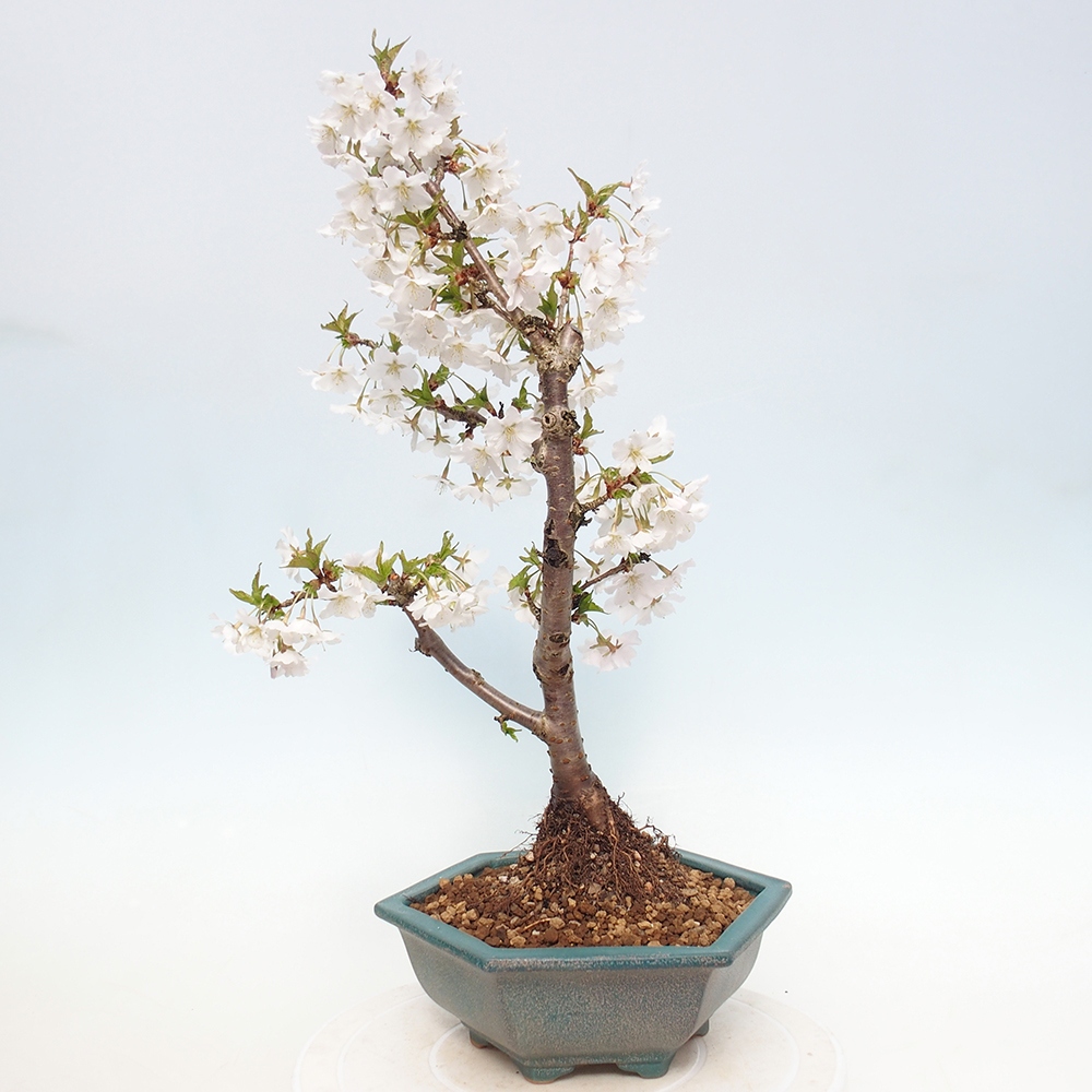 Bonsai voor buiten - Prunus incisa Kojou-no mai-Plivon uitgesneden