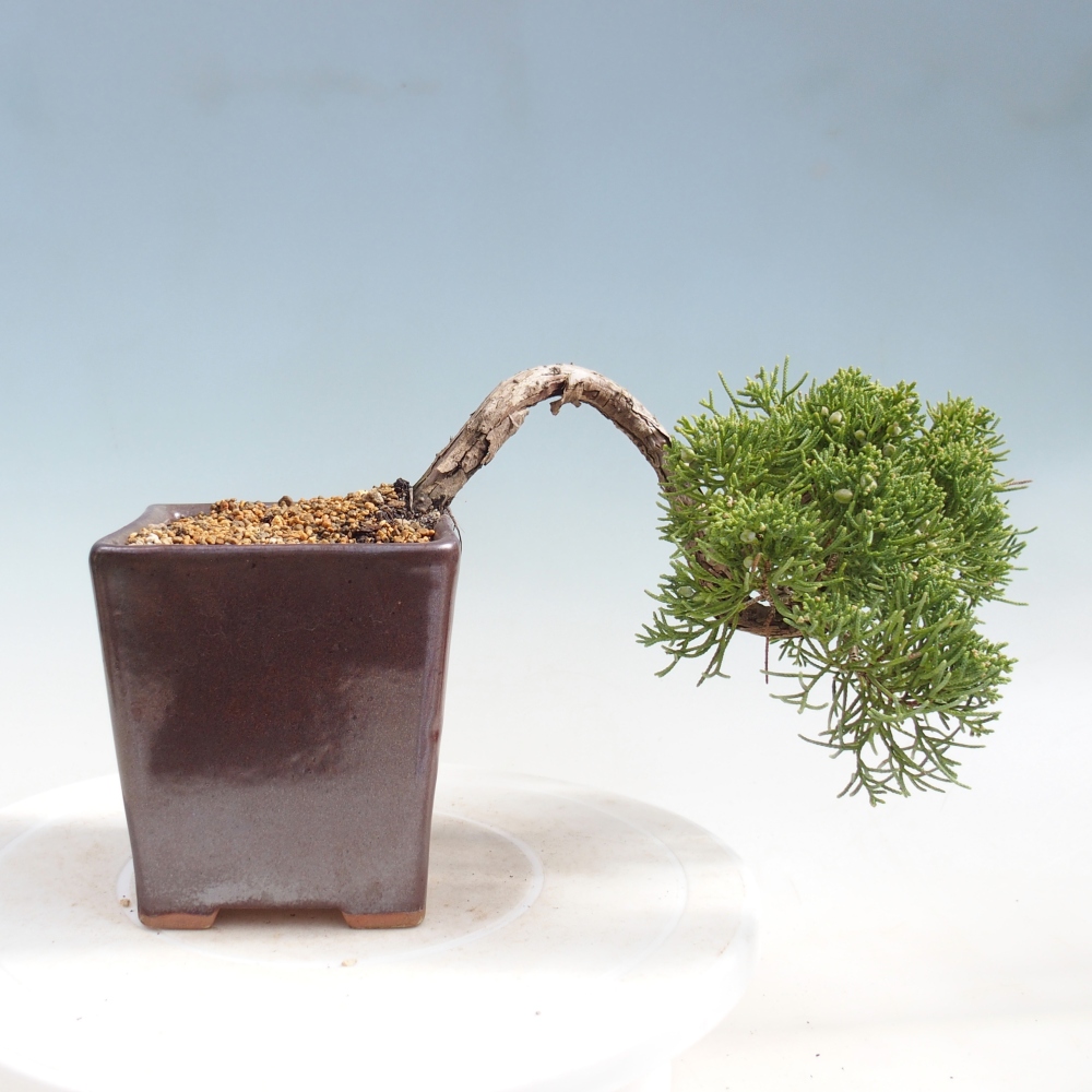 Bonsai voor buiten - Juniperus chinensis Kishu