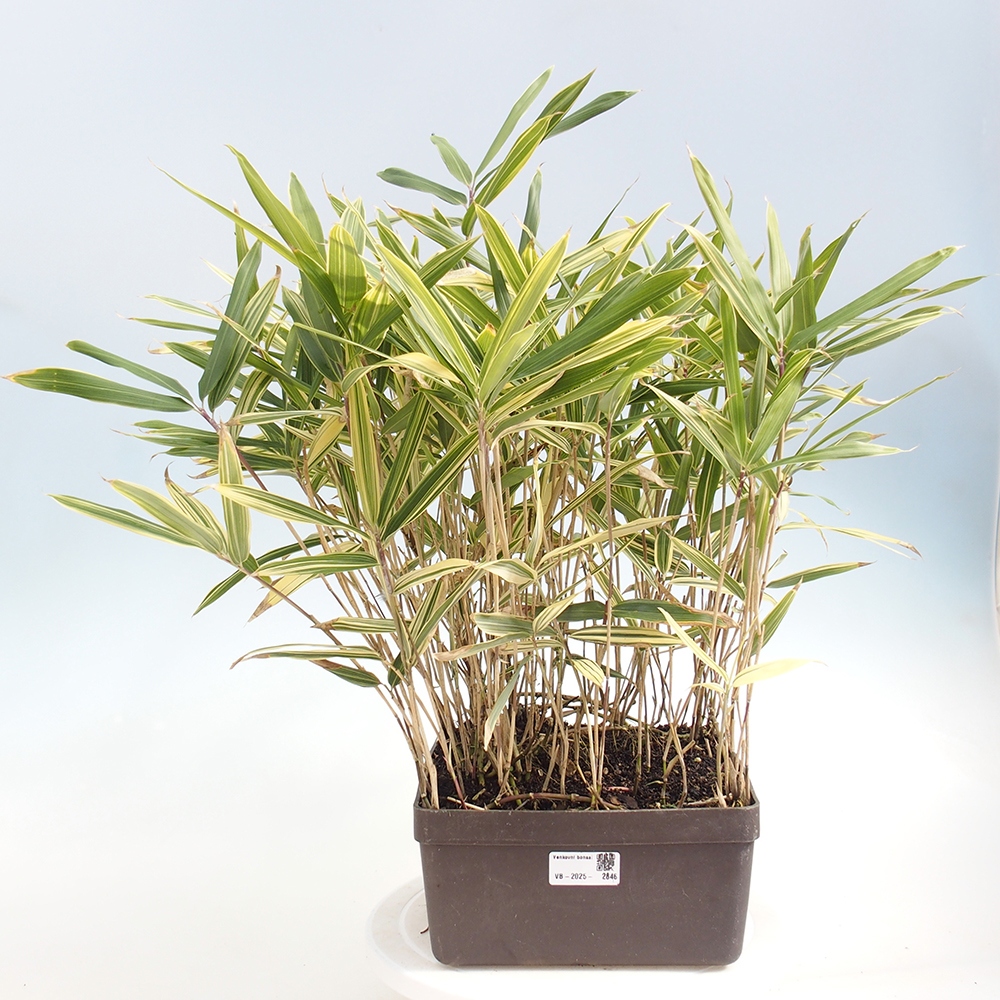 Bonsai voor buiten - Sasaella masamuneana Albostriata - Bamboe