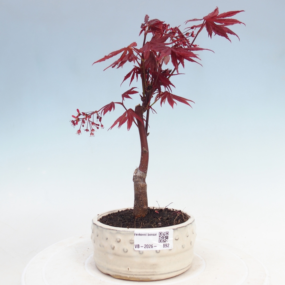Bonsai voor buiten - Acer palm. Atropurpureum-Javorpalm