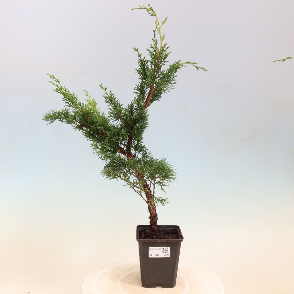 Bonsai voor buiten - Juniperus chinensis Kishu