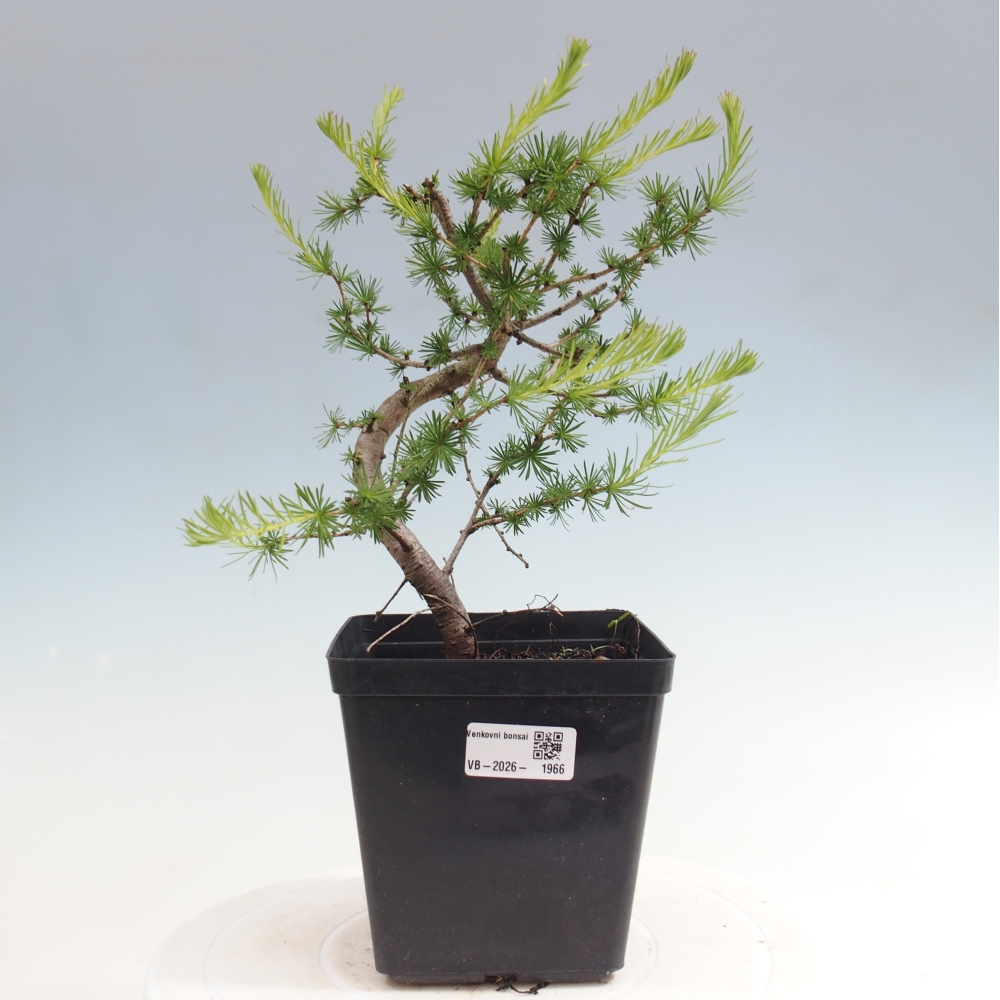 Bonsai voor buiten -Larix decidua - Lariks