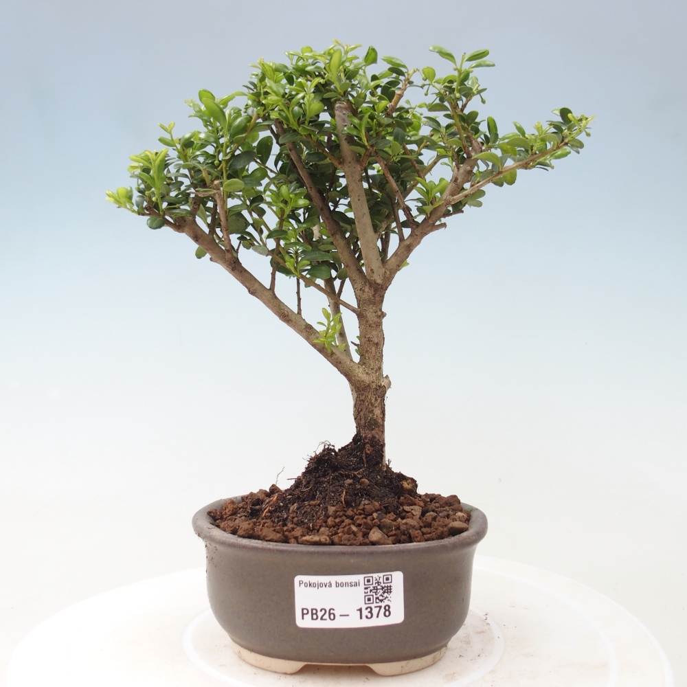 Kamerbonsai - Ilex crenata - Hulst