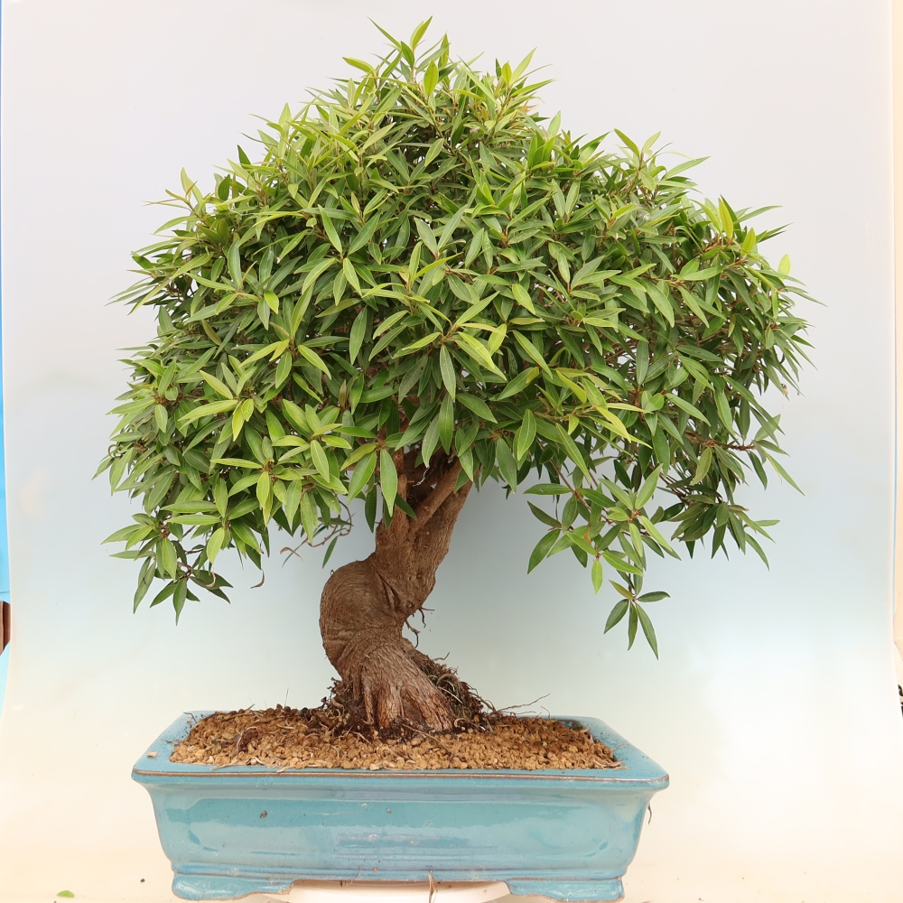 Kamerbonsai - Ficus nerifolia - kleinbladige ficus