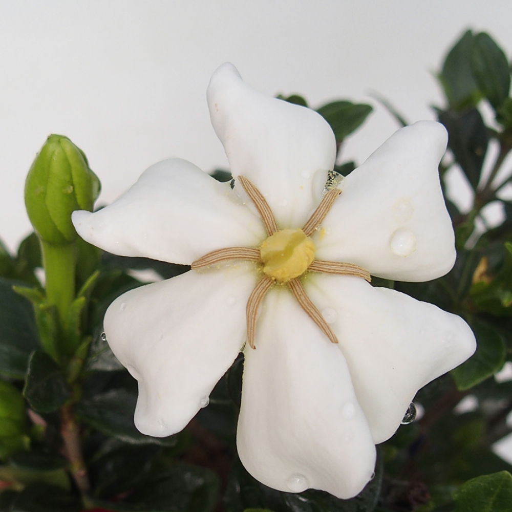 Kamerbonsai - Gardenia jasminoides-Gardenia