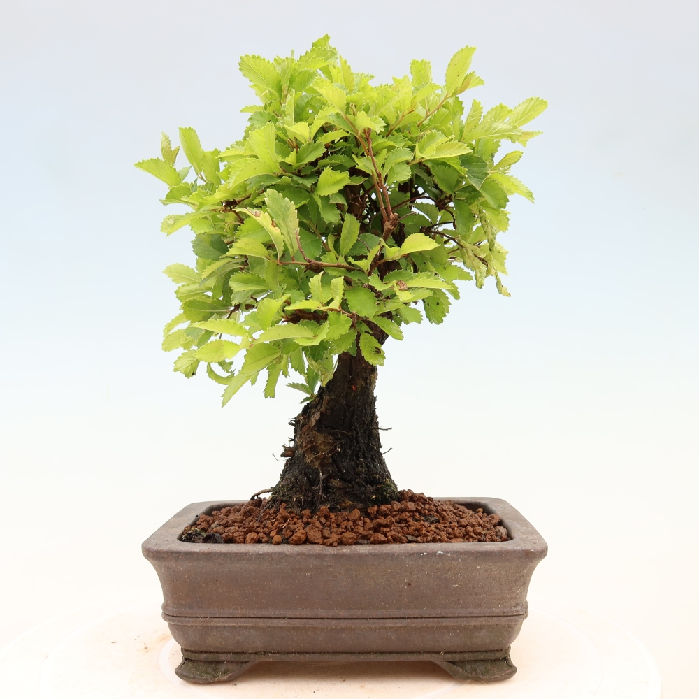 Bonsai voor buiten - Zelkova - Zelkova NIRE