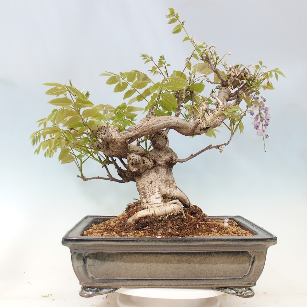Bonsai voor buiten - Wisteria floribunda