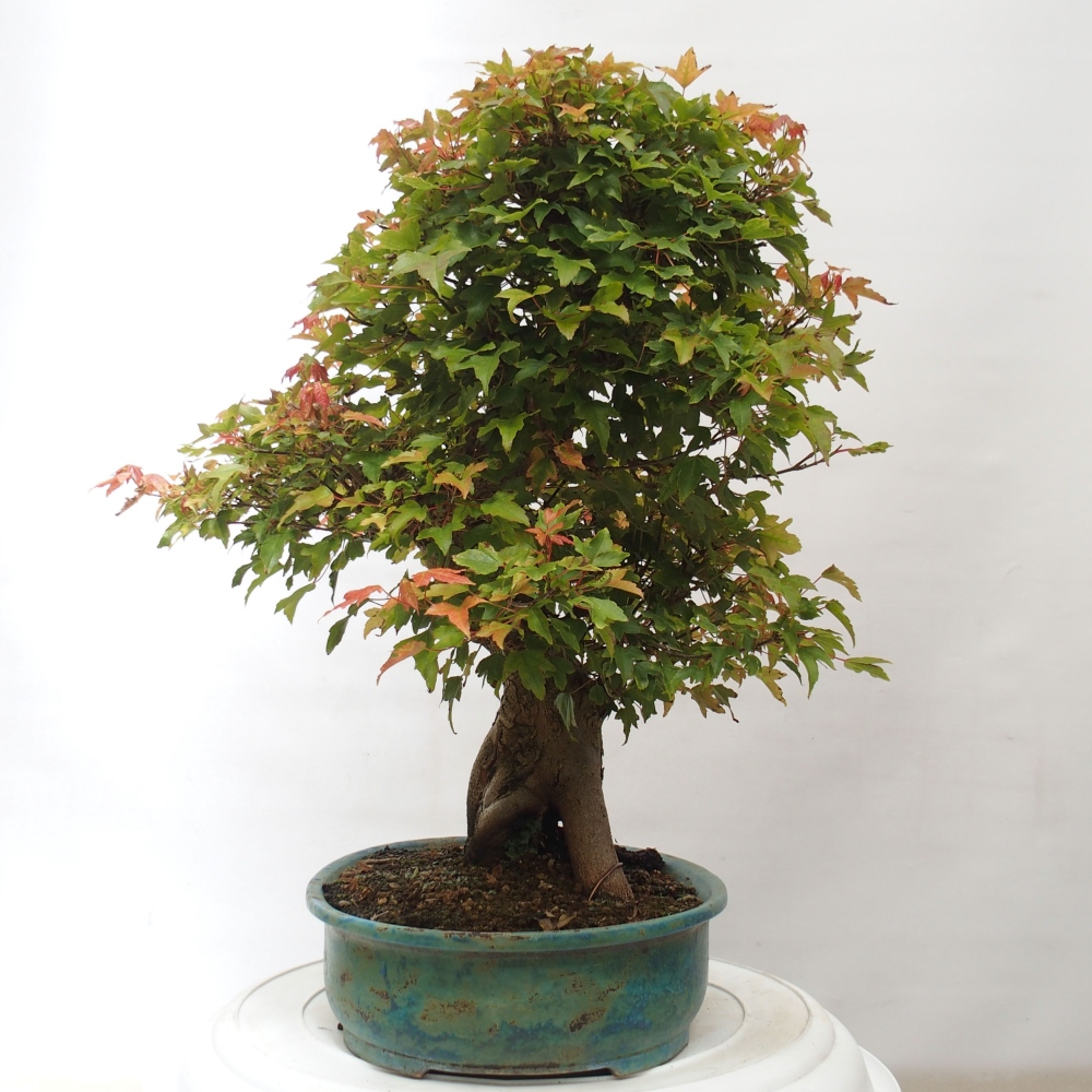 Bonsai voor buiten - Acer Buergerianum - Burgeresdoorn