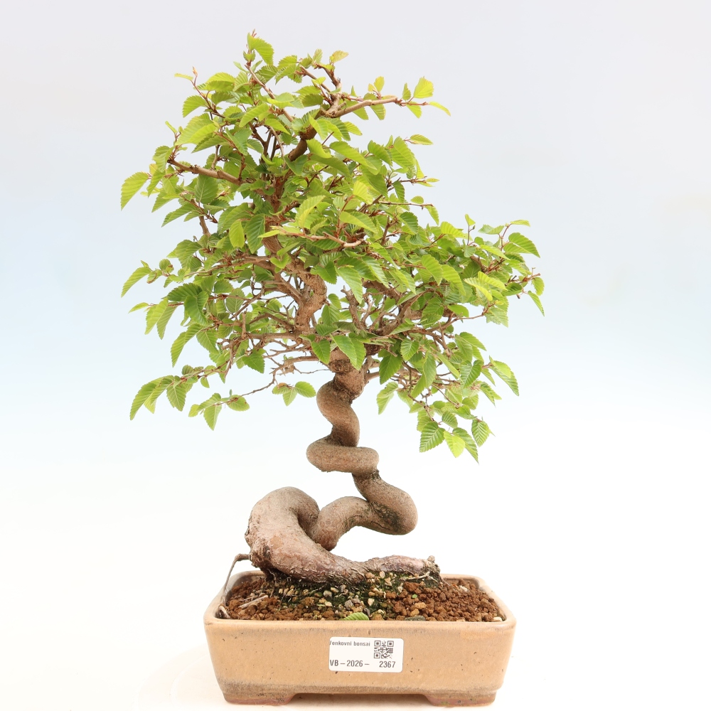Bonsai voor buiten -Carpinus Coreana - Koreaanse haagbeuk
