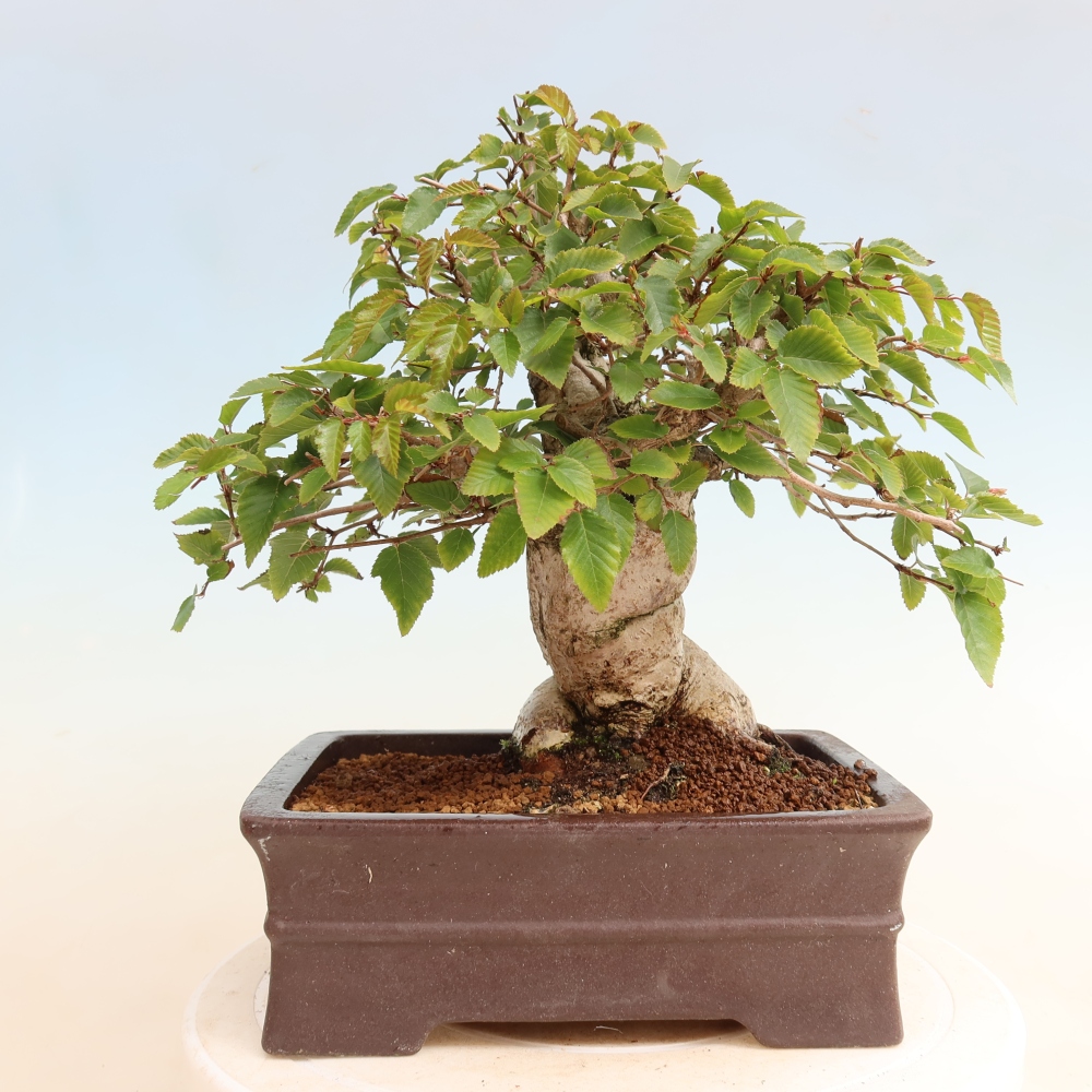 Bonsai voor buiten -Carpinus CARPINOIDES - Koreaanse haagbeuk