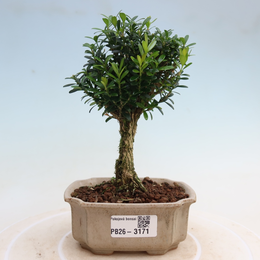 Kamerbonsai - Buxus harlandii - kurk buxus