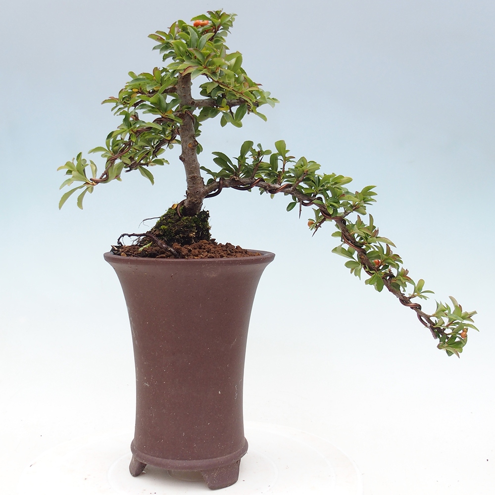 Bonsai-Pyracantha Teton voor buiten -Hlox