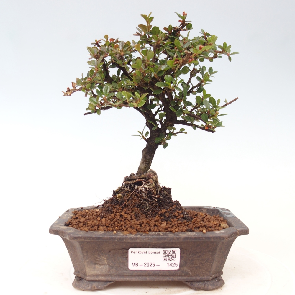 Bonsai voor buiten - Cotoneaster horizontalis - Rocky Mountain