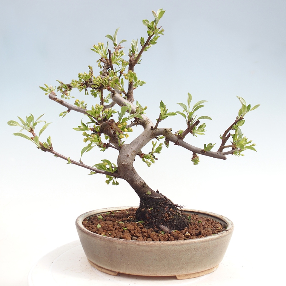 Bonsai voor buiten - Malus sargentii - Appelboom met kleine vruchten