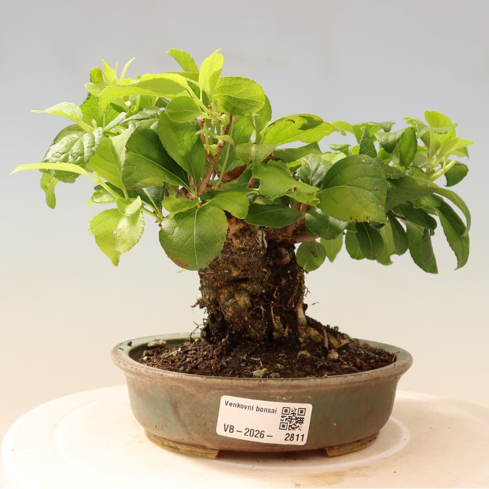 Bonsai voor buiten - Celastrus orbiculatus