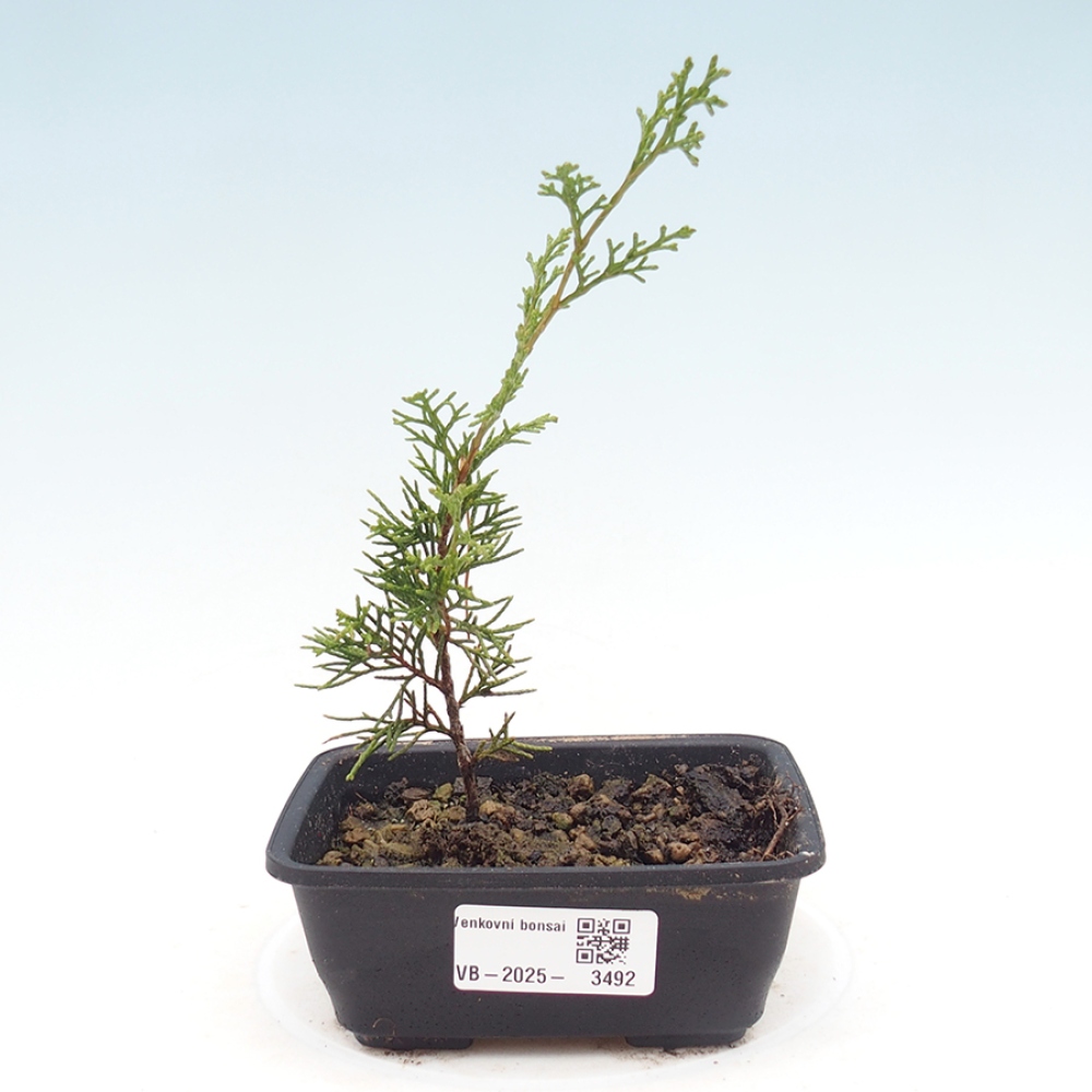 Bonsai voor buiten - Juniperus chinensis Itoigawa